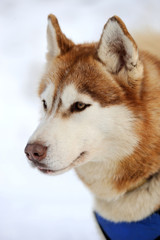 Siberian husky dog winter portrait