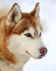 Siberian husky dog winter portrait