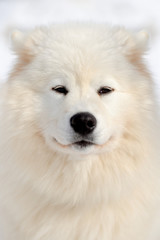 Samoyed portrait