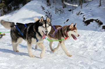 A team of Siberian sled dogs pulling a sled through the winter f