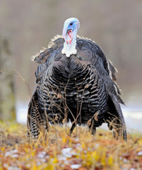 Turkey-cock