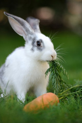 Obraz premium Rabbit