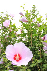 ピンクの木槿