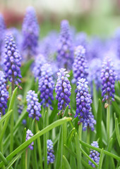 Purple muscari botryoides field