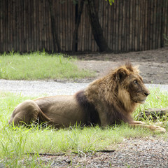 male lion