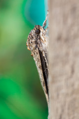 Red Underwing