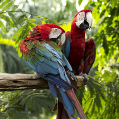 Two red macaws