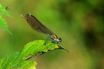 Calopteryx slendes, femmina
