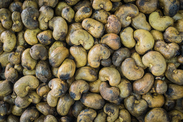 cashew nut background