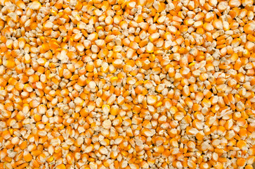 corn seed