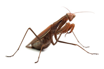 Mantis religiosa in waiting pose isolated on white