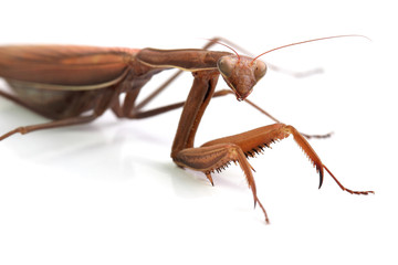 Female of European Mantis. Macro