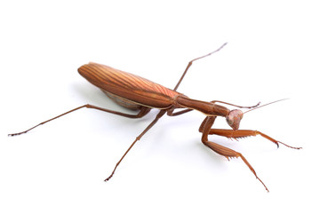 Mantis religiosa isolated on white