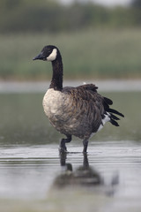 Canada goose, Branta canadensis