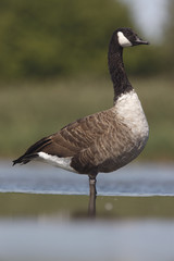 Canada goose, Branta canadensis