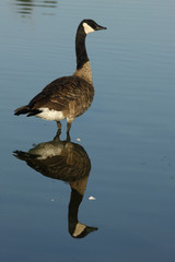 Canada goose, Branta canadensis