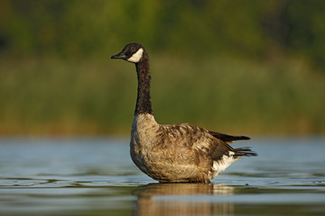 Canada goose, Branta canadensis