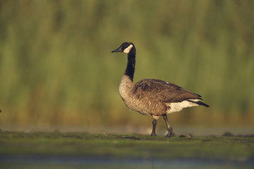 Canada goose, Branta canadensis