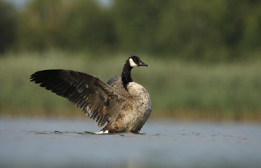 Canada goose, Branta canadensis