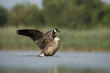 Canada goose, Branta canadensis