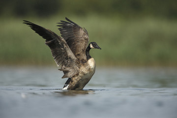 Canada goose, Branta canadensis