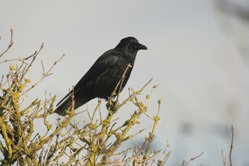Carrion crow, Corvus corone,