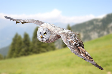 raptor in flight
