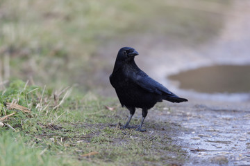 Carrion crow, Corvus corone,