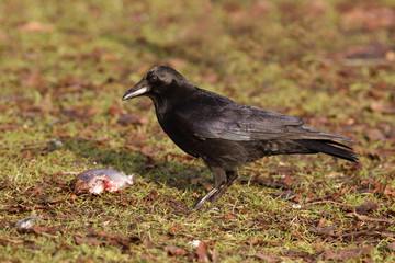 Obraz premium Carrion crow, Corvus corone,