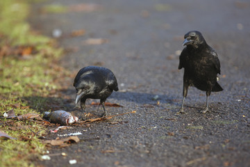 Carrion crow, Corvus corone,