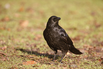 Carrion crow, Corvus corone,