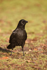 Carrion crow, Corvus corone,