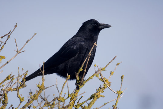 Carrion crow, Corvus corone,