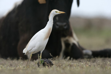 Cattle egret, Bubulcus ibis