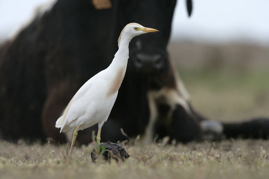 Cattle egret, Bubulcus ibis