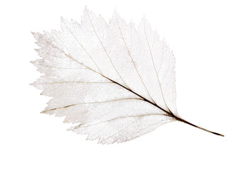 light leaf skeleton isolated on white