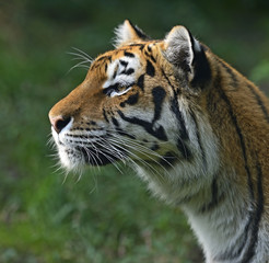 Portrait of a tiger