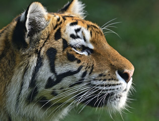 Portrait of a tiger
