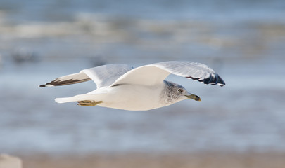 flying common seagull