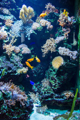 Naklejka na ściany i meble Tropical fish under the water