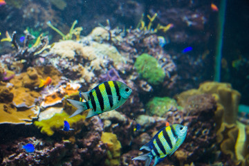 Fototapeta na wymiar Tropical fish under the water