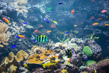 Fototapeta na wymiar Tropical fish under the water