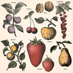 Obrazy na Plexi  Ogród owocowy