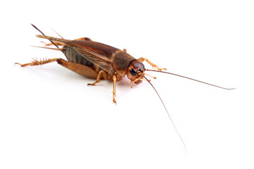 House cricket isolated on white
