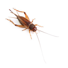 House cricket isolated on white