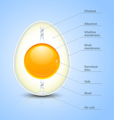 Egg cross section icon