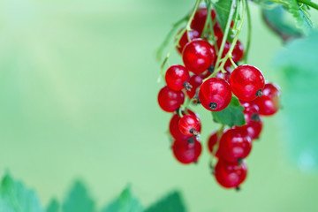 Branch of ripe redcurrant berries
