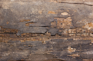 Grunge old wood texture