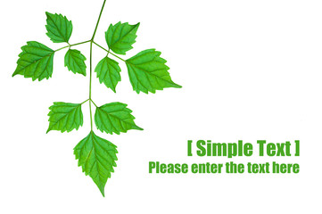 Surface of the leaves