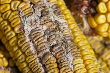 corn rot - disease on ear